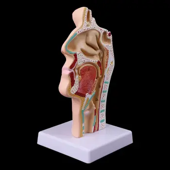 Анатомическая анатомия носовой полости человека Анатомия горла Медицинская модель Учебное пособие - Изображение 1  