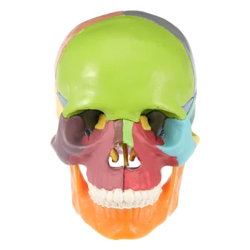 Голова черепа Медицинская модель Модель человеческого черепа Красочная медицинская анатомическая модель - Изображение 1  