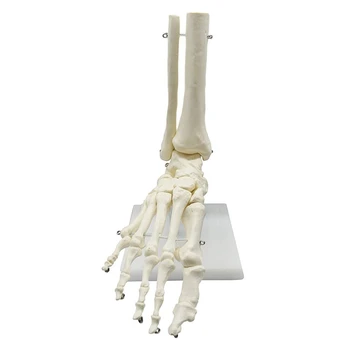 1:1 Анатомия скелета человека Модель стопы и голеностопного сустава с голенищем Анатомическая модель анатомии Учебные ресурсы - Изображение 1  