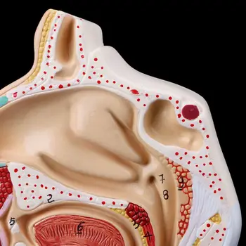 Анатомическая анатомия носовой полости человека Анатомия горла Медицинская модель Учебное пособие - Изображение 2  