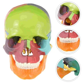 Голова черепа Медицинская модель Модель человеческого черепа Красочная медицинская анатомическая модель - Изображение 2  