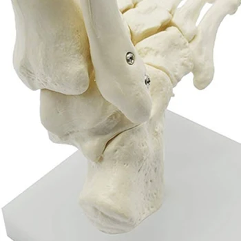 1:1 Анатомия скелета человека Модель стопы и голеностопного сустава с голенищем Анатомическая модель анатомии Учебные ресурсы - Изображение 2  